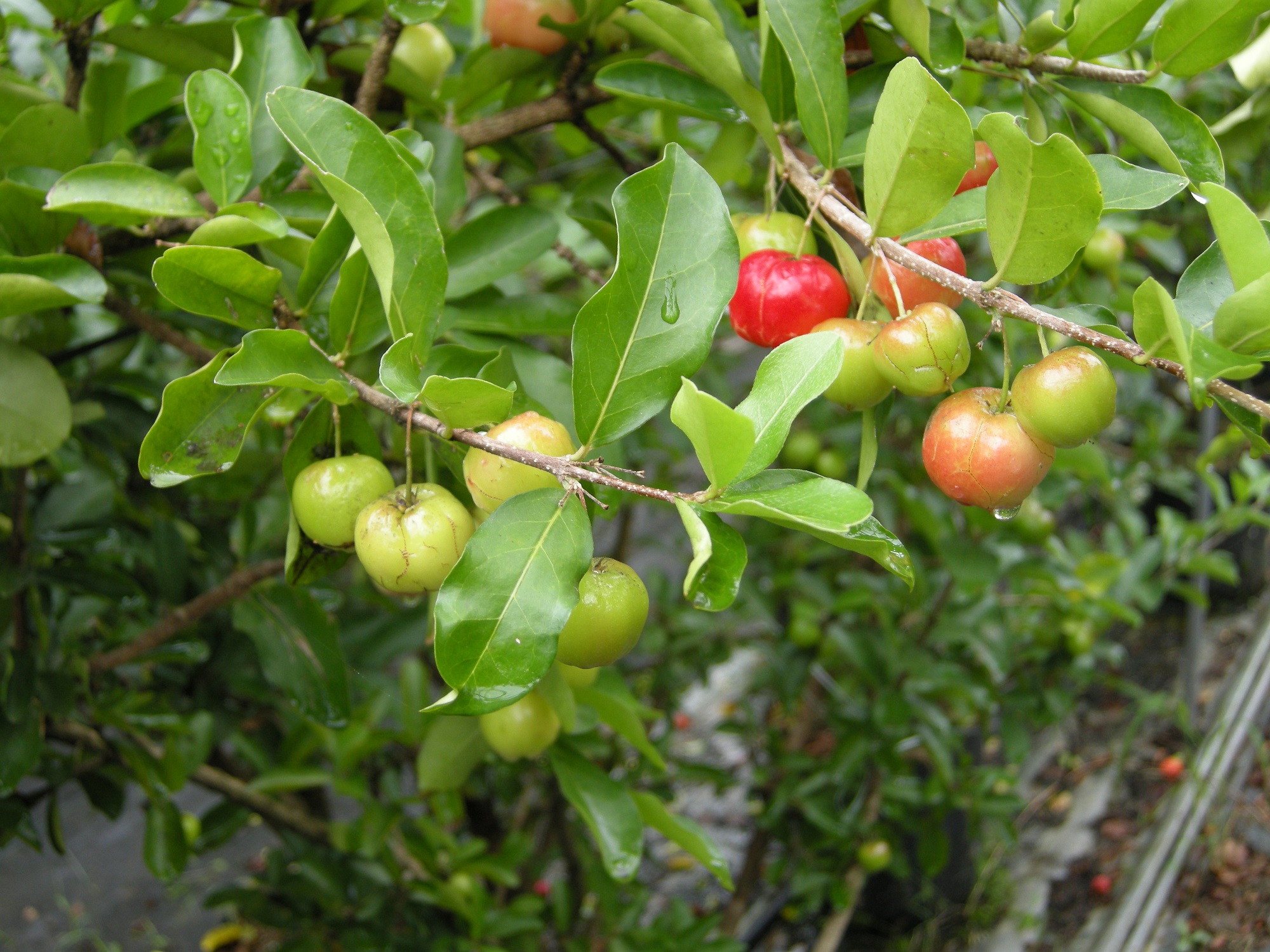 Agri IoT solution through Agri Manager