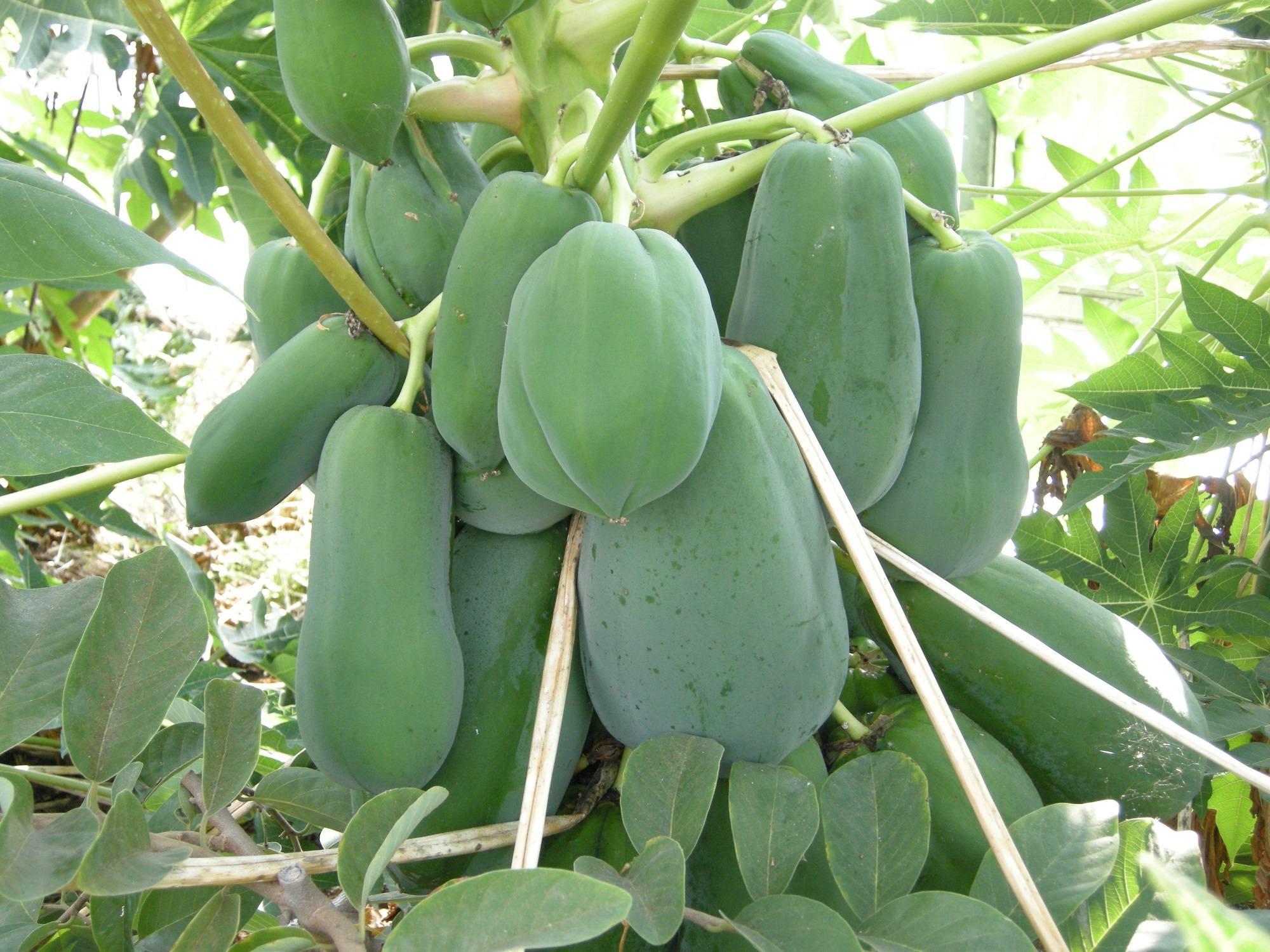 Agricultural IoT through Agri Manager